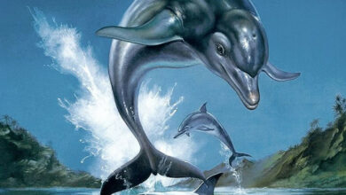 Ecco the Dolphin